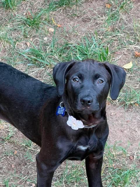 Enlarge Veggie Litter - Okra, a Adoptable mixed breed in Charlotte, NC image 4/5