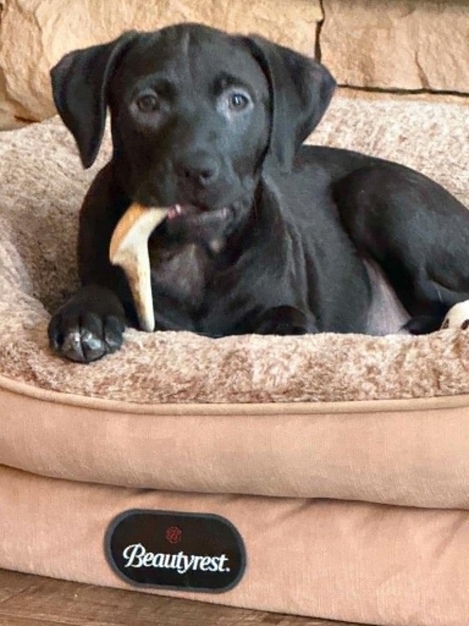 Enlarge Veggie Litter - Okra, a Adoptable mixed breed in Charlotte, NC image 5/5
