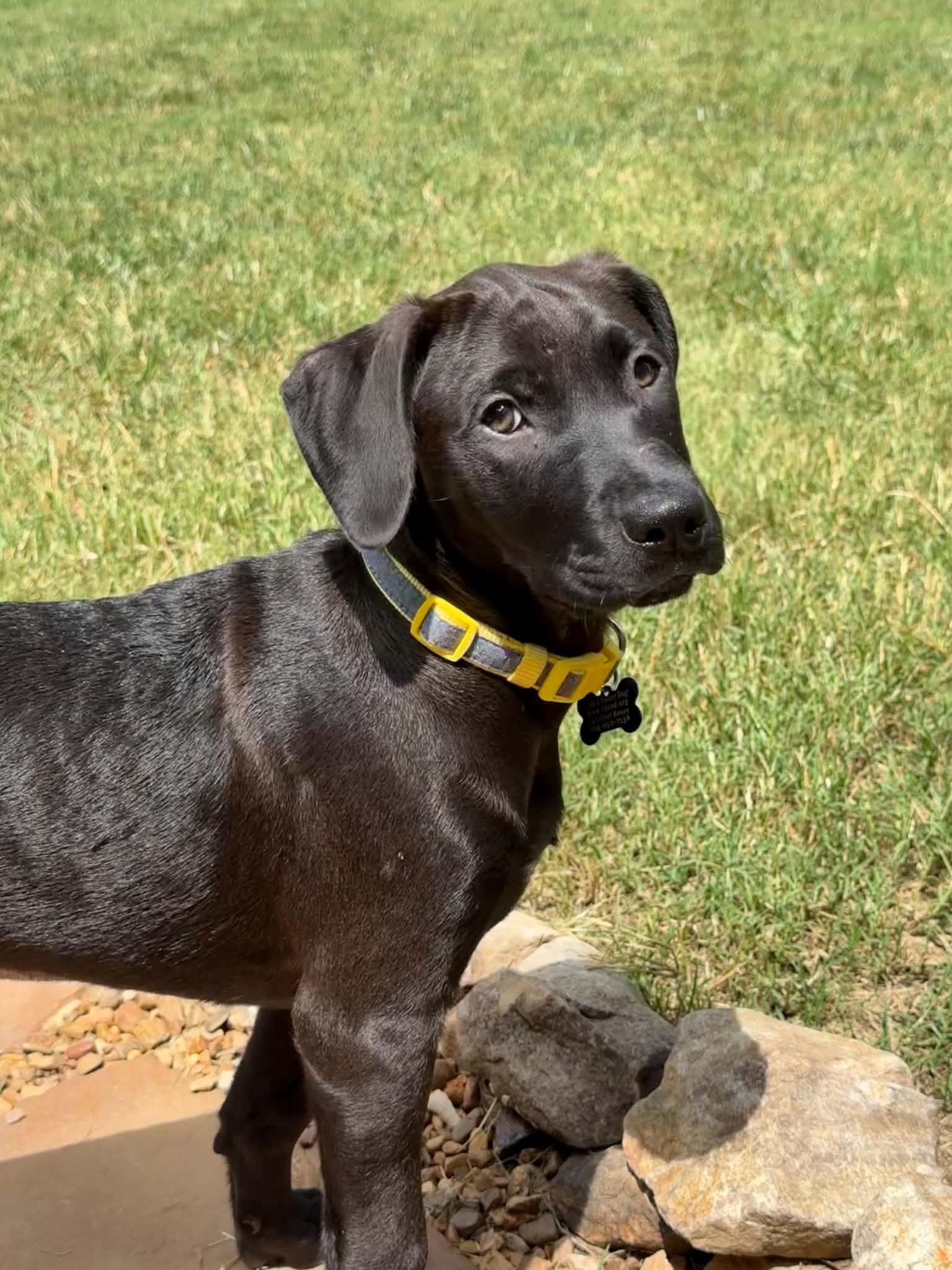 Enlarge Veggie Litter - Okra, a Adoptable mixed breed in Charlotte, NC image 2/5