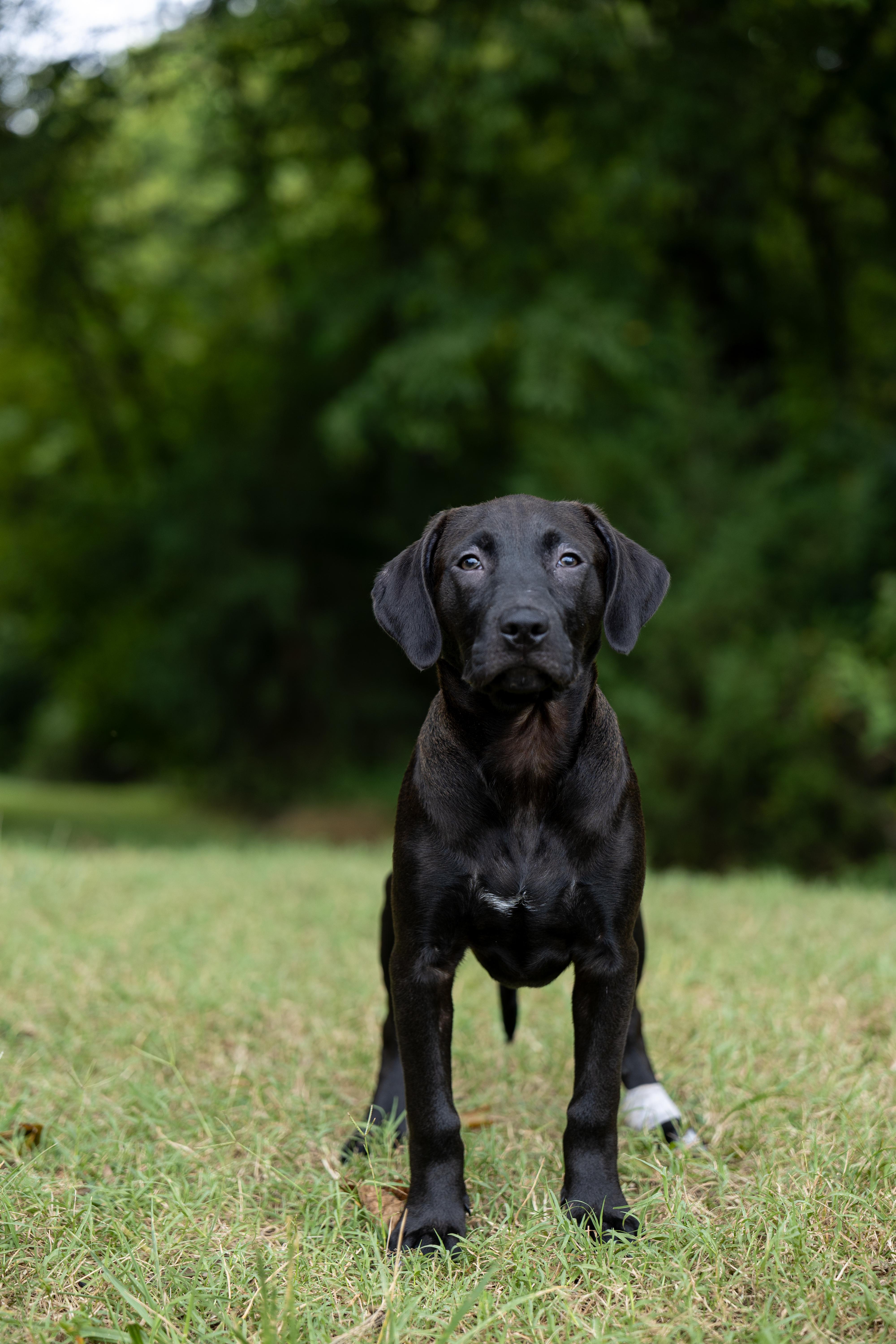 Enlarge Veggie Litter - Okra, a Adoptable mixed breed in Charlotte, NC image 1/5