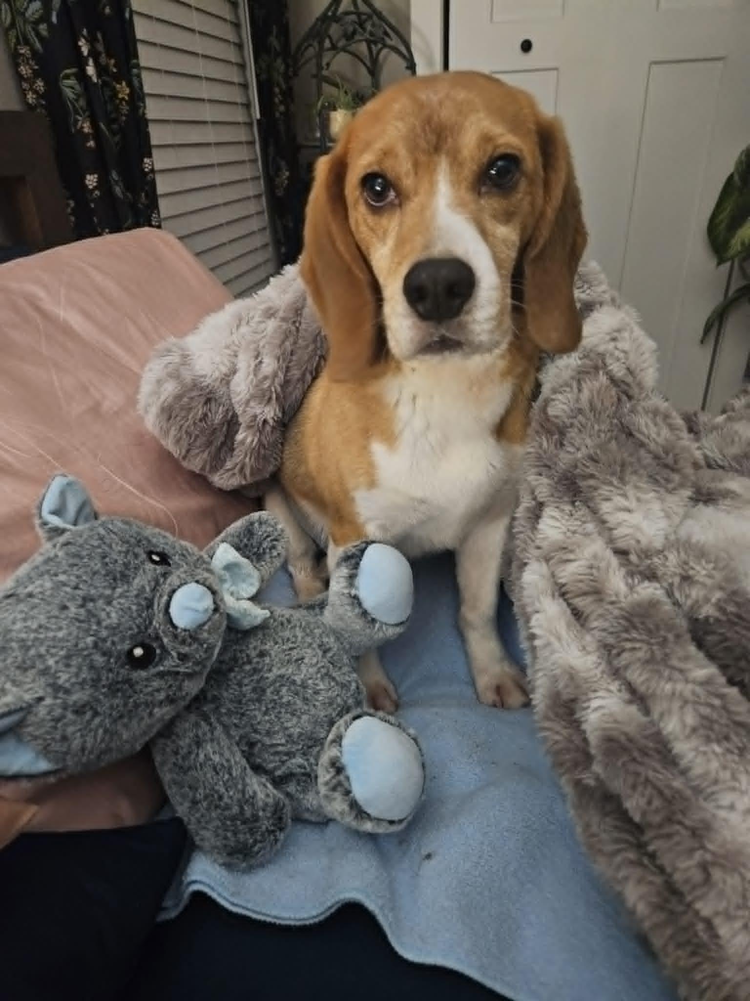 Chance, ADOPTABLE, Adult Male Beagle.