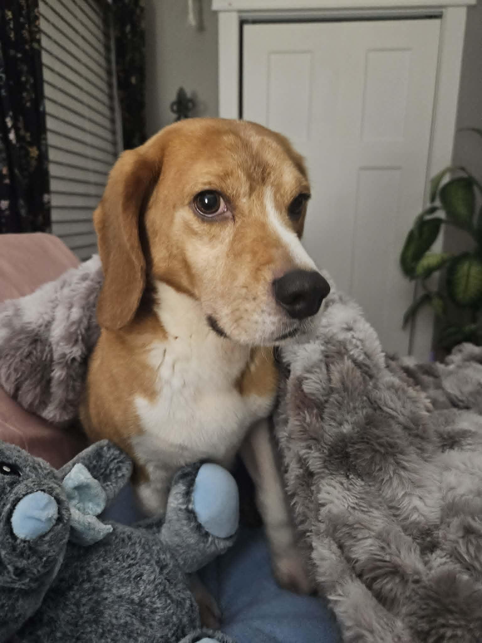 Chance, a ADOPTABLE Beagle in Whitewater, WI image 3/6