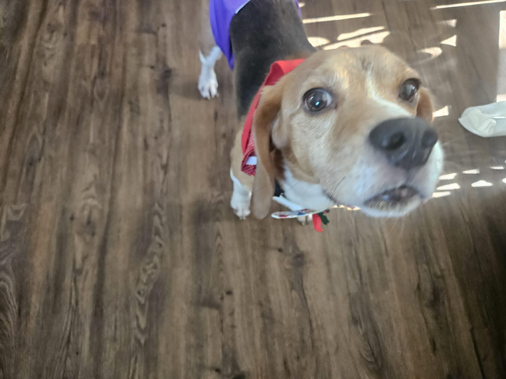 Chance, a ADOPTABLE Beagle in Whitewater, WI image 4/6