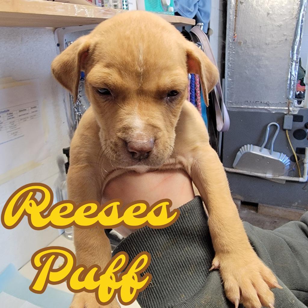 Reeses Puff, Adoptable, Puppy Male Pit Bull Terrier & Mixed Breed.