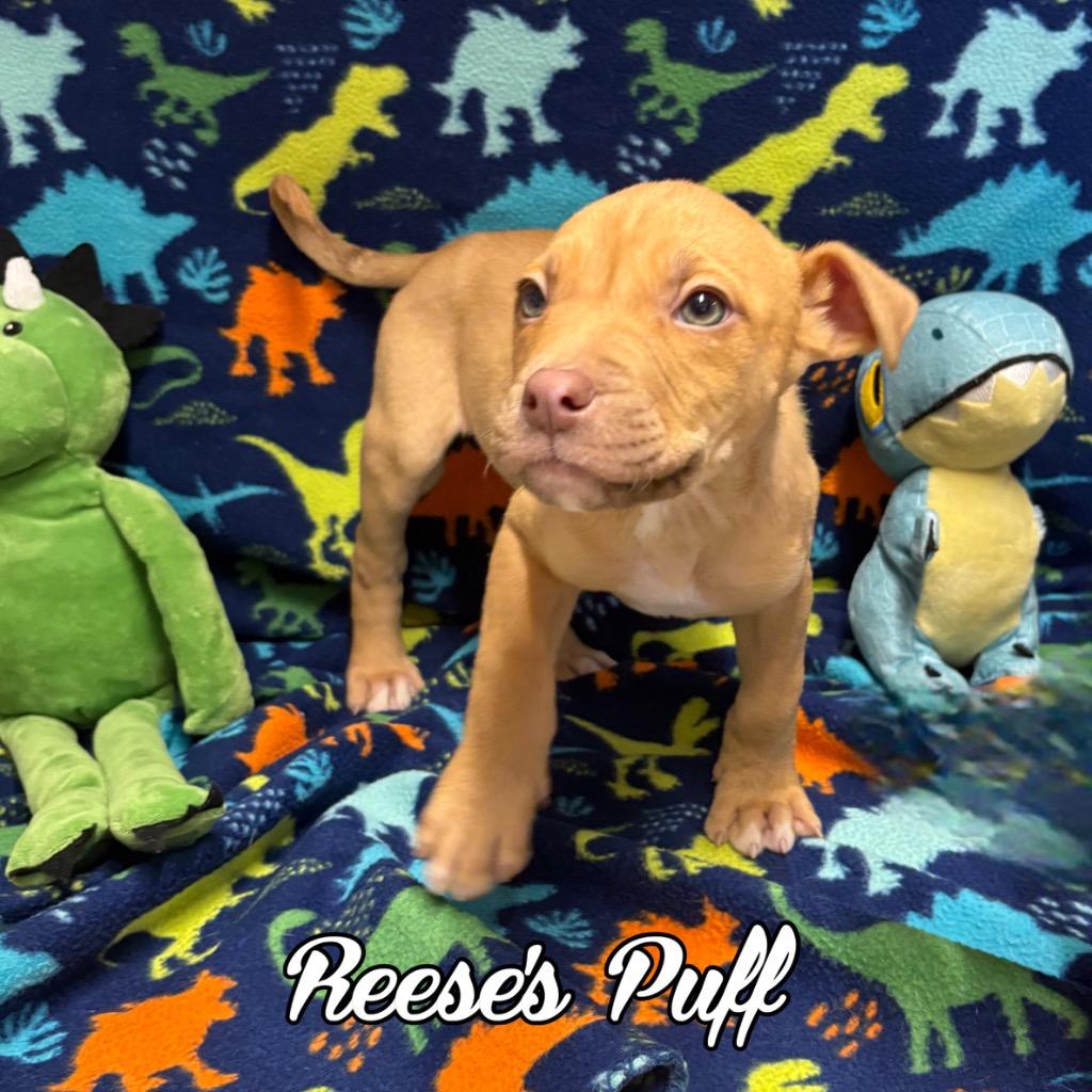 Reeses Puff, a Adoptable mixed breed in Hillsboro, OH image 2/2