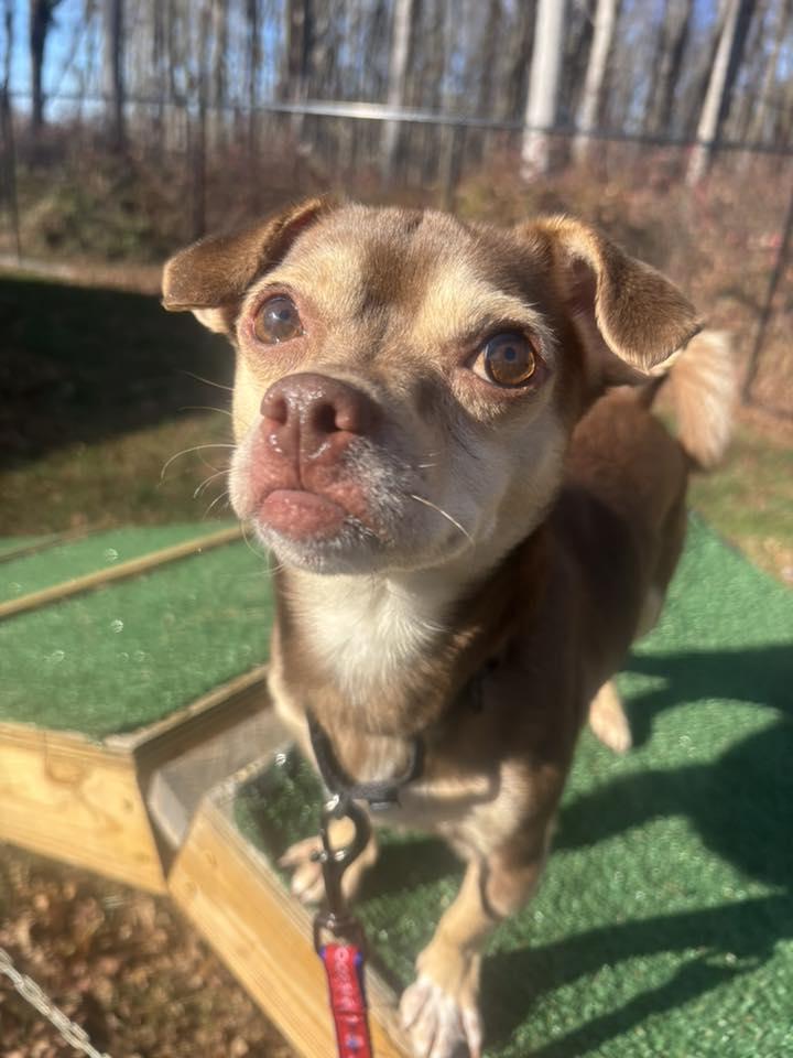 Chum, Adoptable, Adult Male Chihuahua.