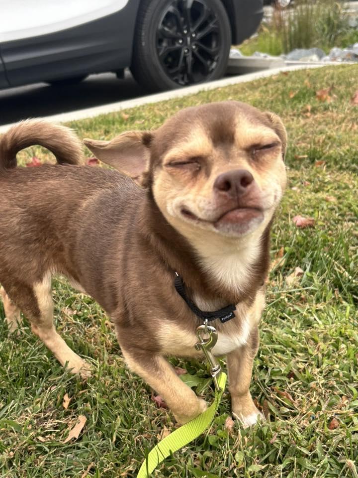 Enlarge Chum, a Adoptable Chihuahua in New Castle, DE image 2/3