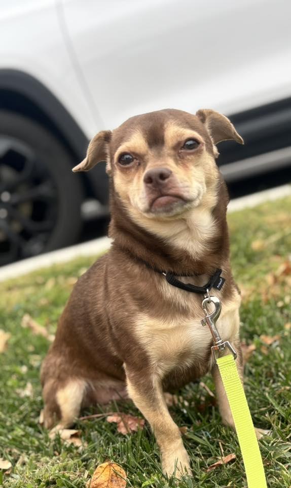 Enlarge Chum, a Adoptable Chihuahua in New Castle, DE image 3/3