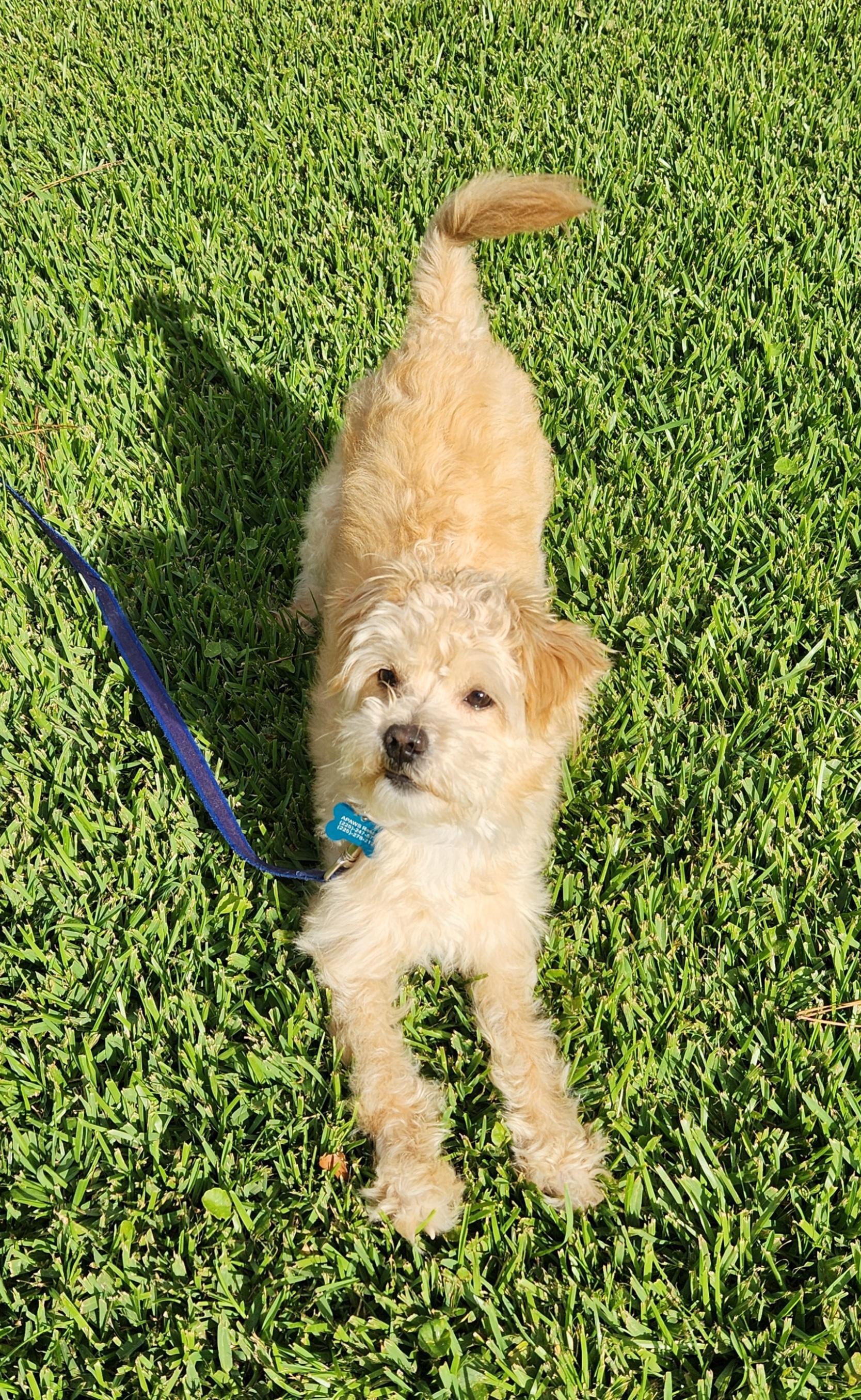 Sir Rufus, Adult Male Mixed Breed