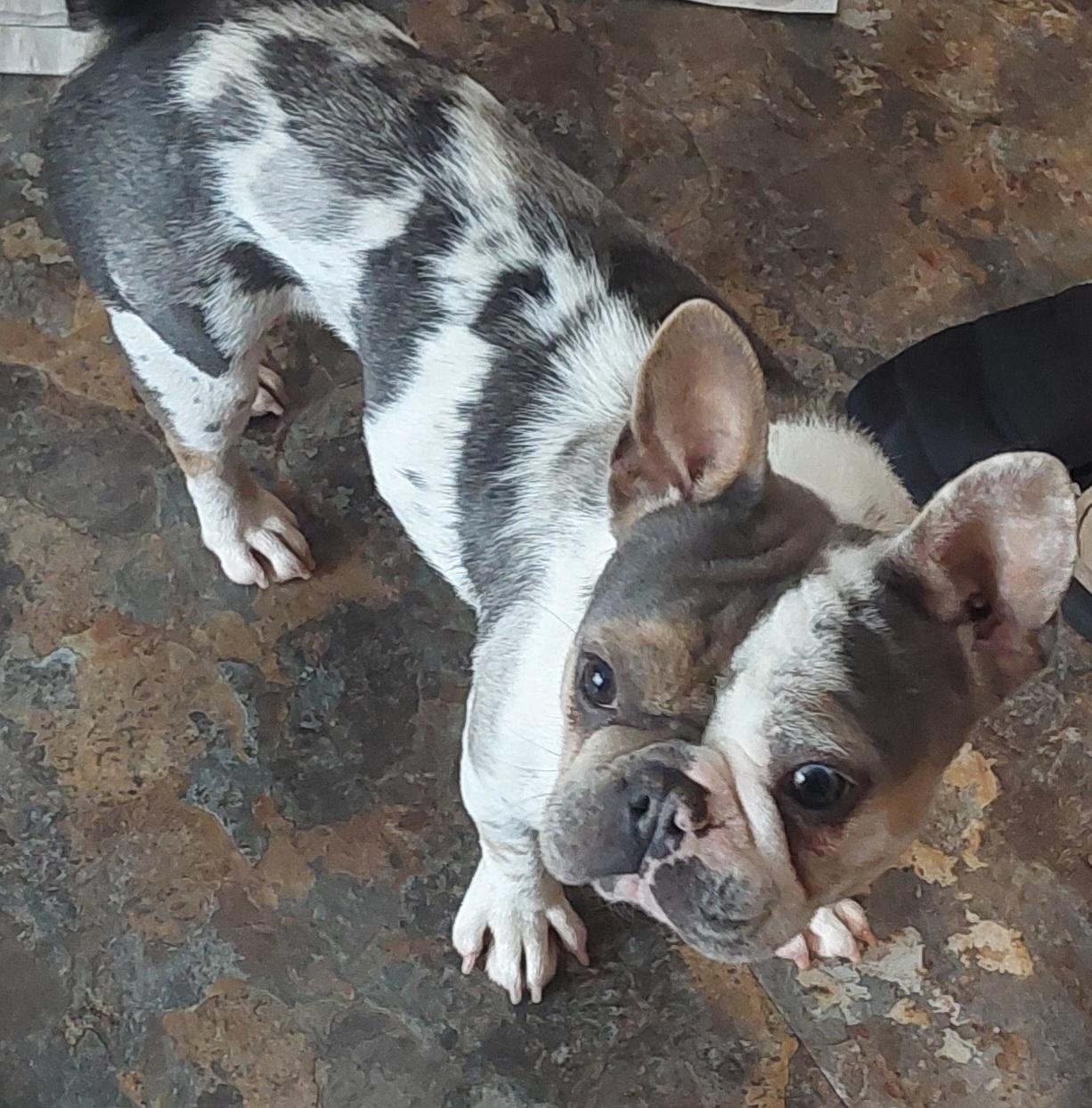 Choo Choo, ADOPTABLE, Adult Female French Bulldog.