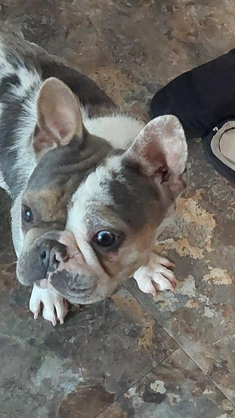 Choo Choo, a ADOPTABLE French Bulldog in Conesus, NY image 2/4