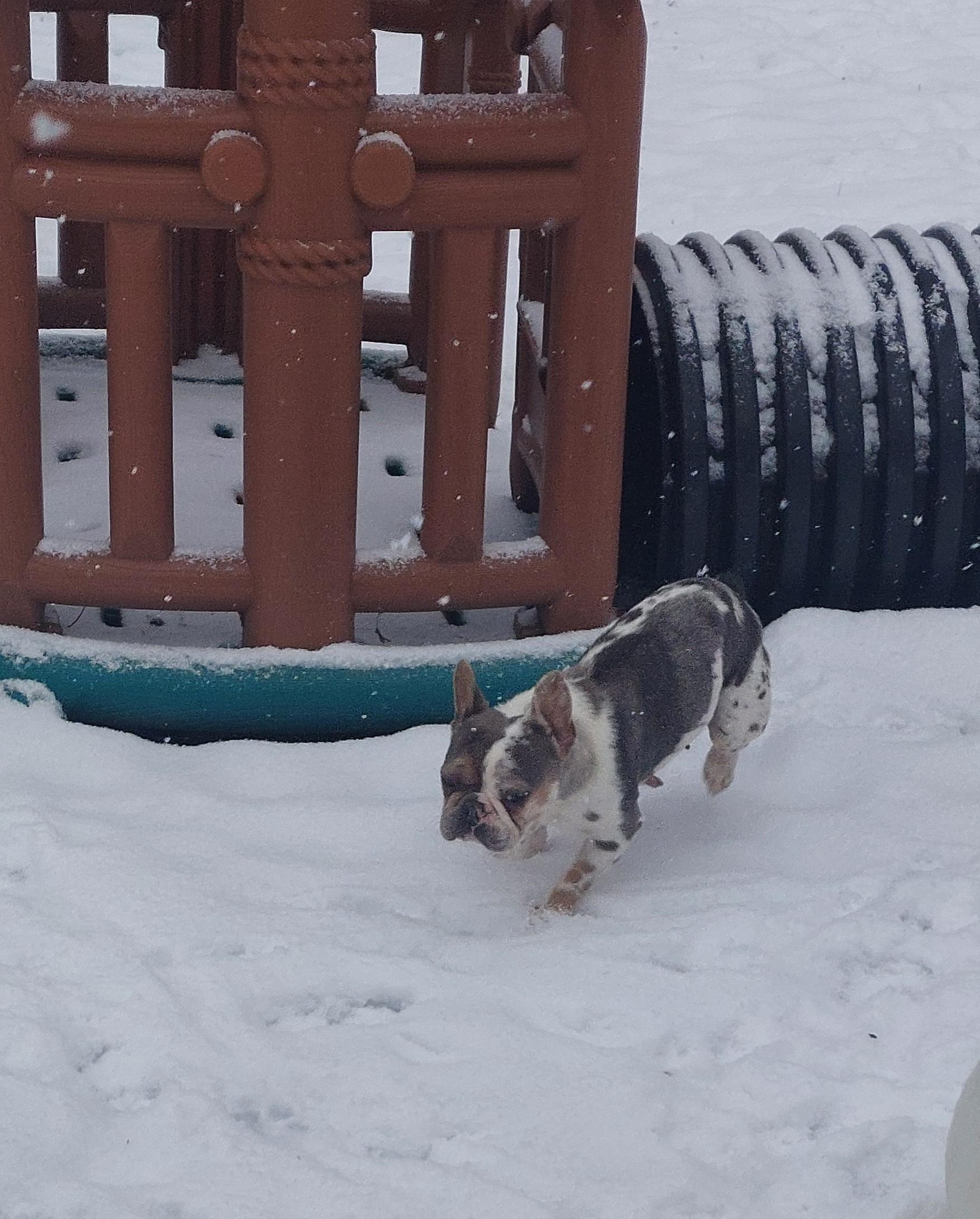 Choo Choo, a ADOPTABLE French Bulldog in Conesus, NY image 3/4