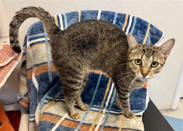 Enlarge ROWENA, a Adoptable Domestic Short Hair in Sarasota, FL image 1/1