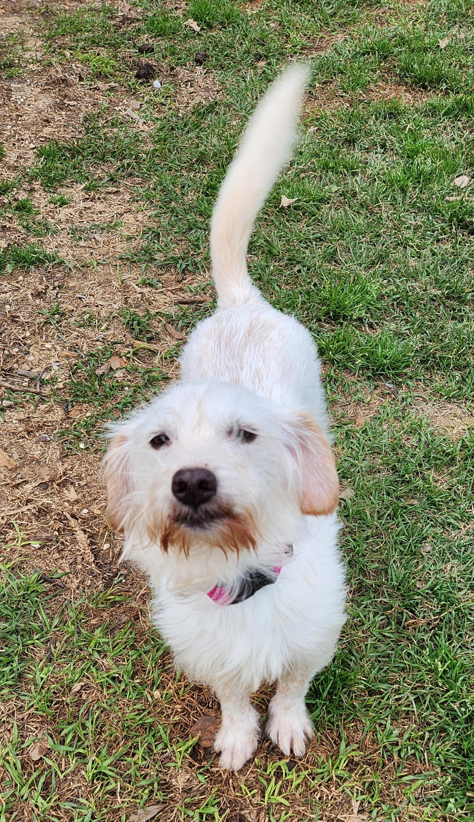 Enlarge Bailey, an adoptable Mixed Breed in Baton Rouge, LA image 1/6