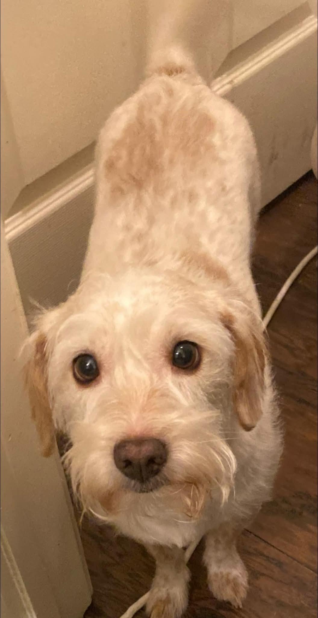 Bailey, a Adoptable Mixed Breed in Baton Rouge, LA image 5/5