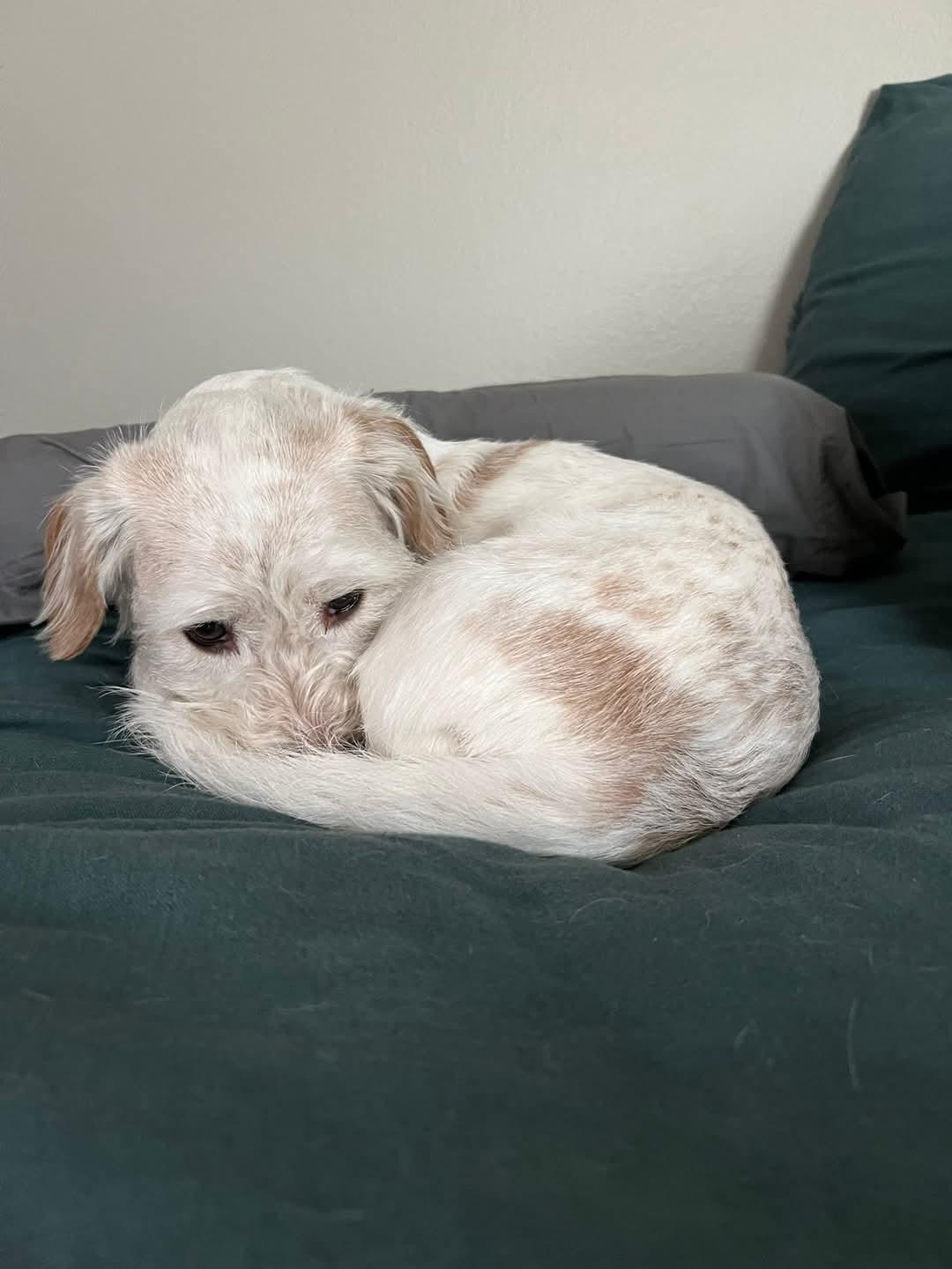 Bailey, a Adoptable Mixed Breed in Baton Rouge, LA image 4/5