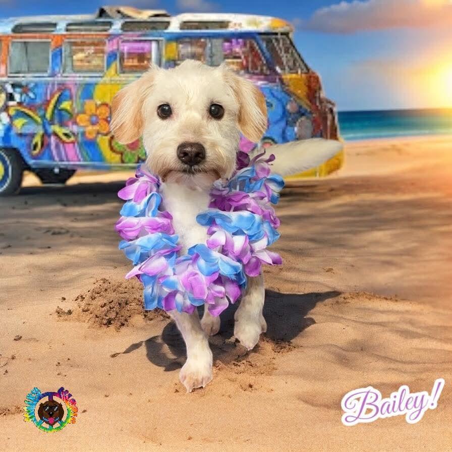 Bailey, a Adoptable Mixed Breed in Baton Rouge, LA image 2/5