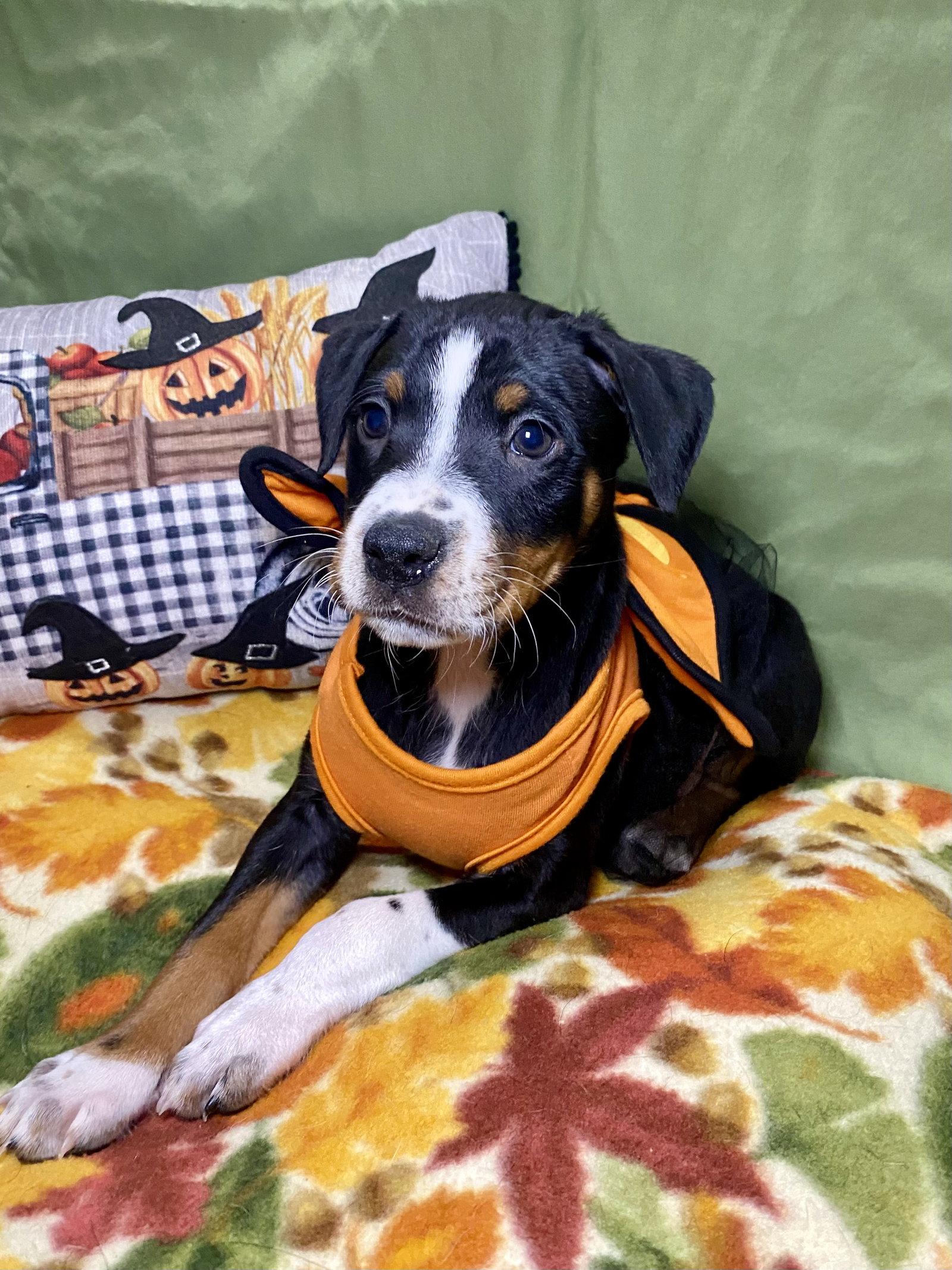 Enlarge Beyonce, a Adoptable mixed breed in Barnhart, MO image 1/3