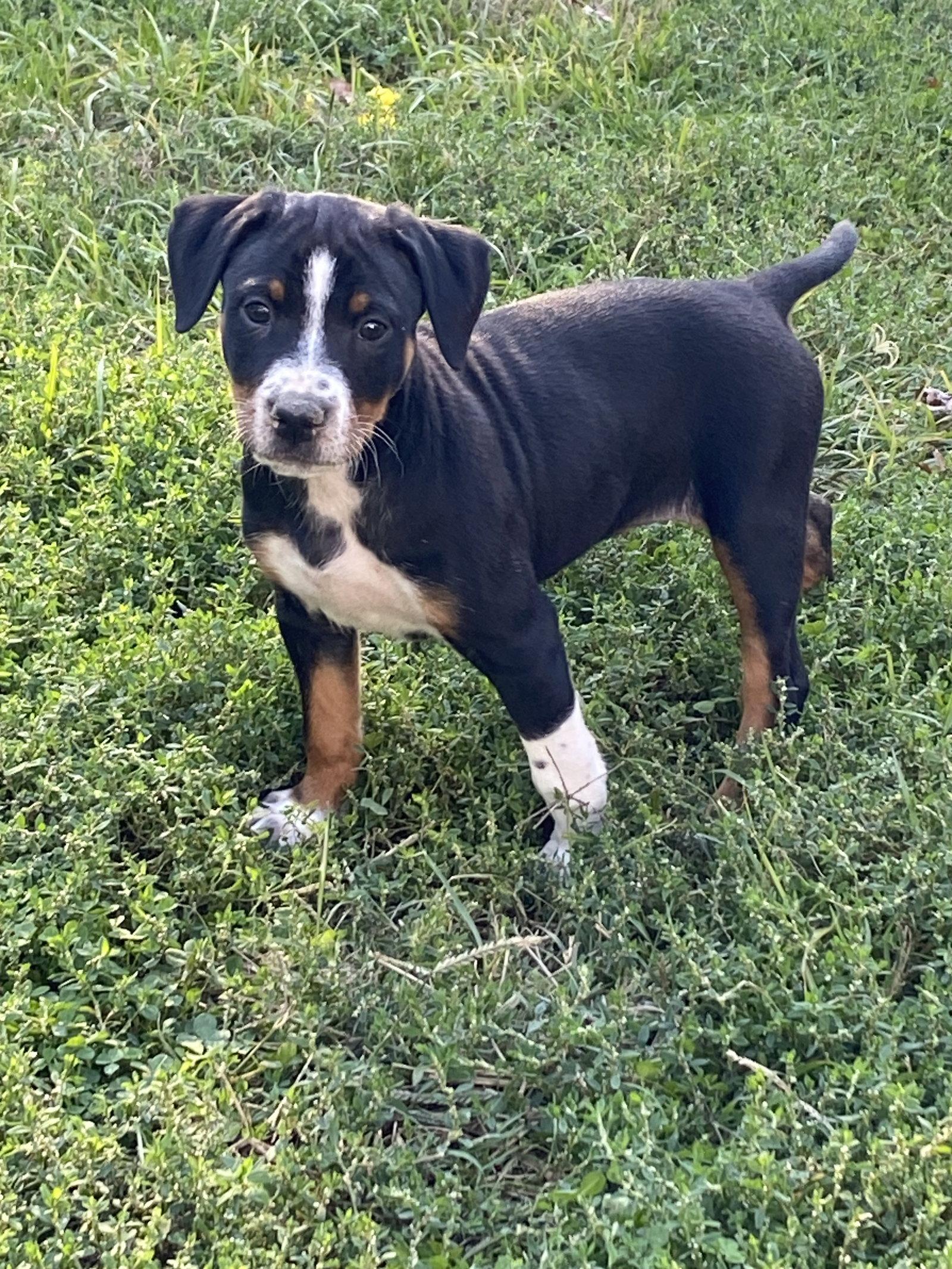Enlarge Beyonce, a Adoptable mixed breed in Barnhart, MO image 2/3