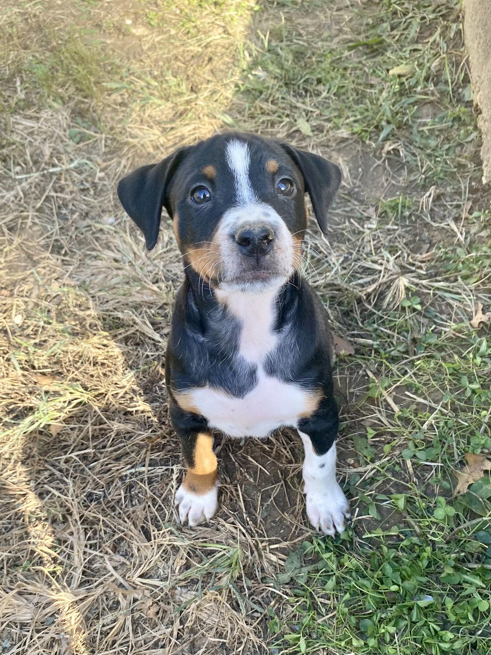 Enlarge Beyonce, a Adoptable mixed breed in Barnhart, MO image 3/3