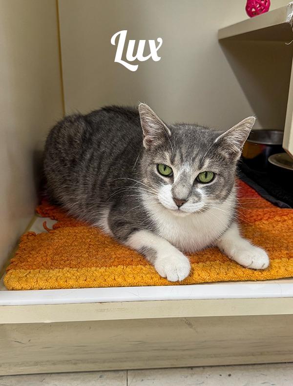 Lux, Adoptable, Adult Female Domestic Short Hair.