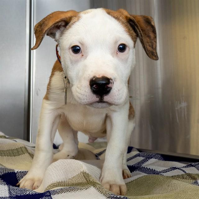 WALKER, Adoptable, Puppy Male Pit Bull Terrier & Mixed Breed.
