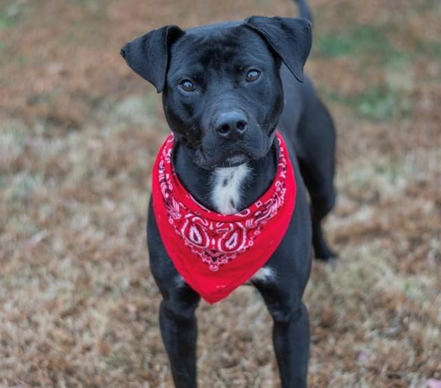 SALVADOR, Adoptable, Adult Male Labrador Retriever & Mixed Breed.