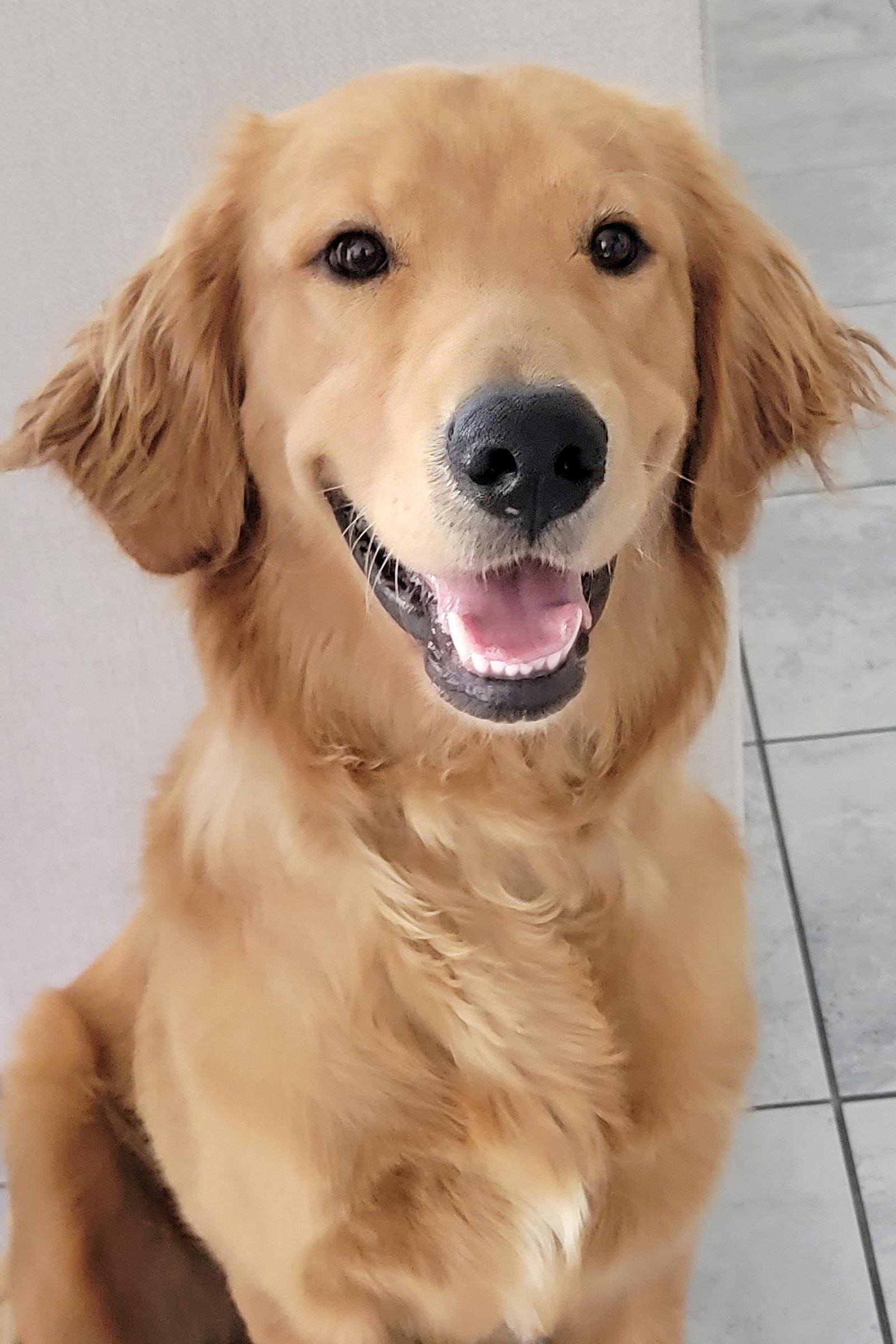 Enlarge Ace/Bear, a Adopted Golden Retriever in Glendale, AZ image 1/3