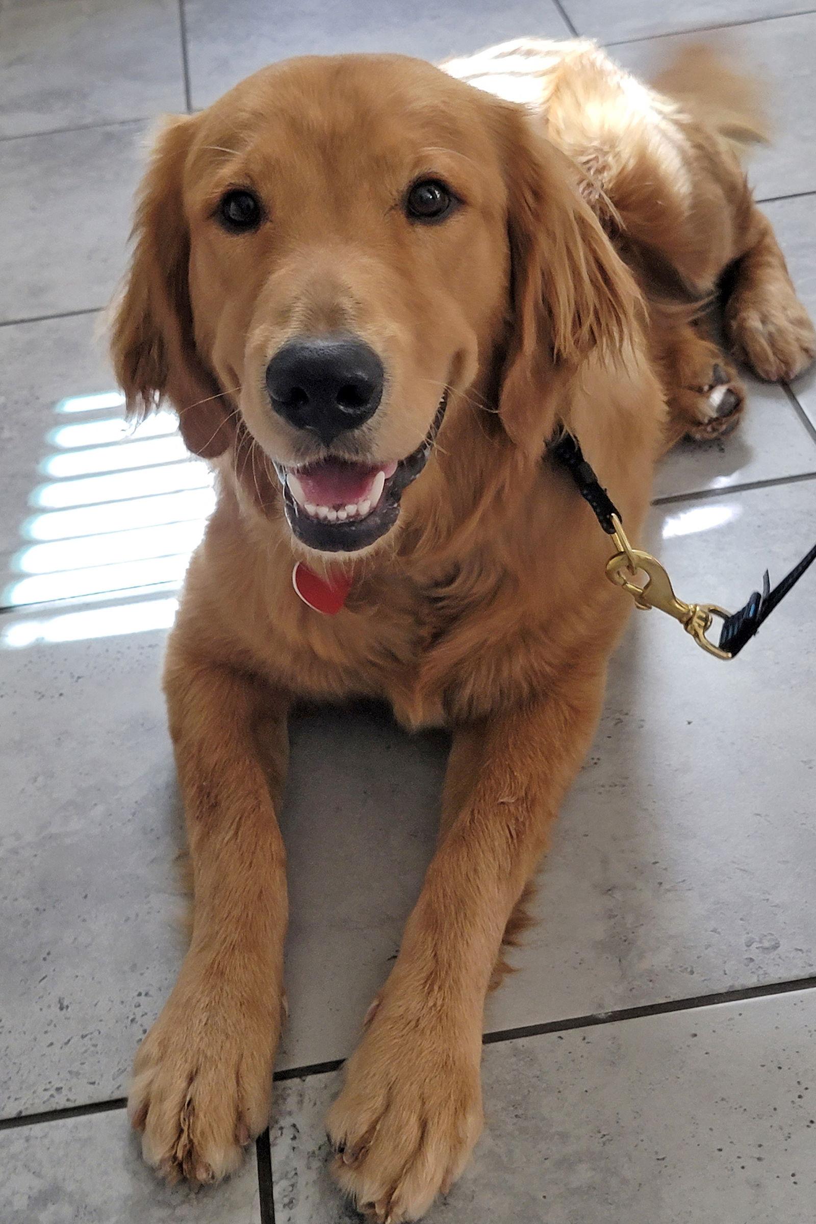 Enlarge Ace/Bear, a Adopted Golden Retriever in Glendale, AZ image 2/3