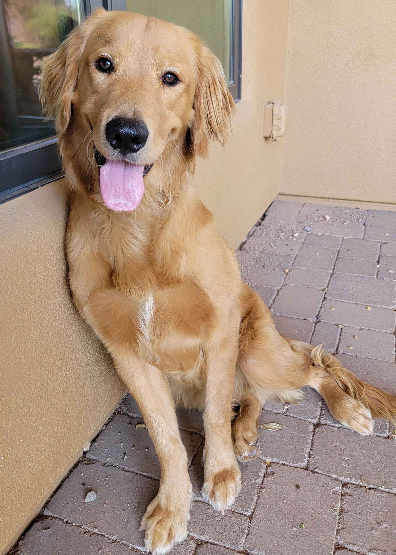 Enlarge Ace/Bear, a Adopted Golden Retriever in Glendale, AZ image 3/3