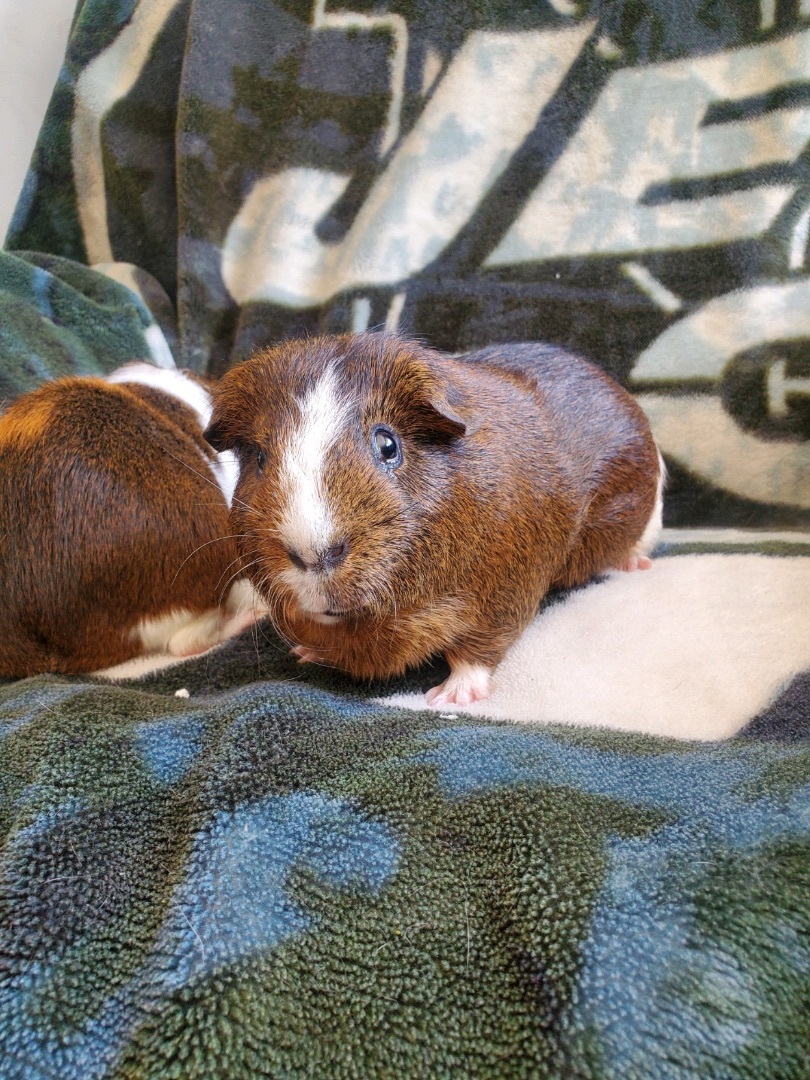 Enlarge Peanut and buttercup , a Adopted Guinea Pig in Manorville, NY image 1/3