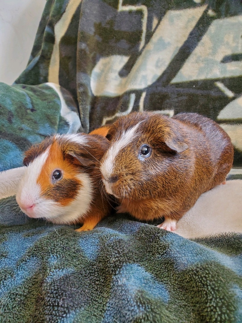 Enlarge Peanut and buttercup , a Adopted Guinea Pig in Manorville, NY image 2/3