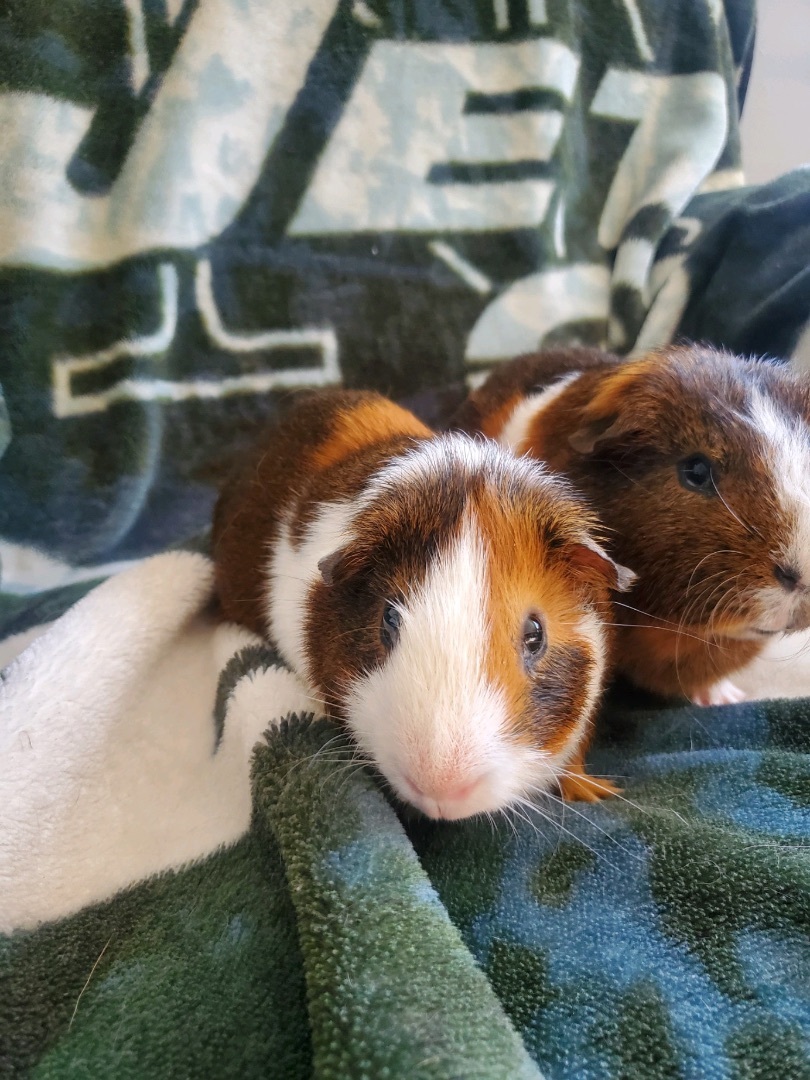 Enlarge Peanut and buttercup , a Adopted Guinea Pig in Manorville, NY image 3/3