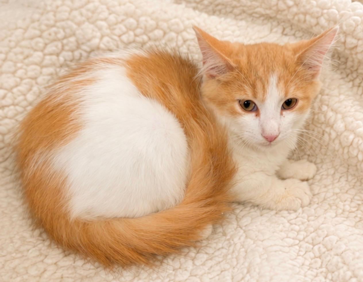 Thompson, Adoptable, Kitten Male Domestic Medium Hair.
