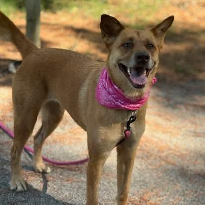 Karel, Adoptable, Adult Female Mixed Breed.