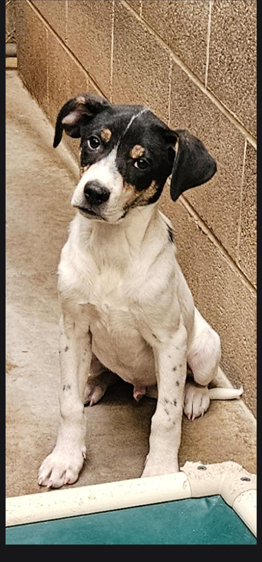 Enlarge Orion, a ADOPTABLE mixed breed in Salt Lake City, UT image 1/2