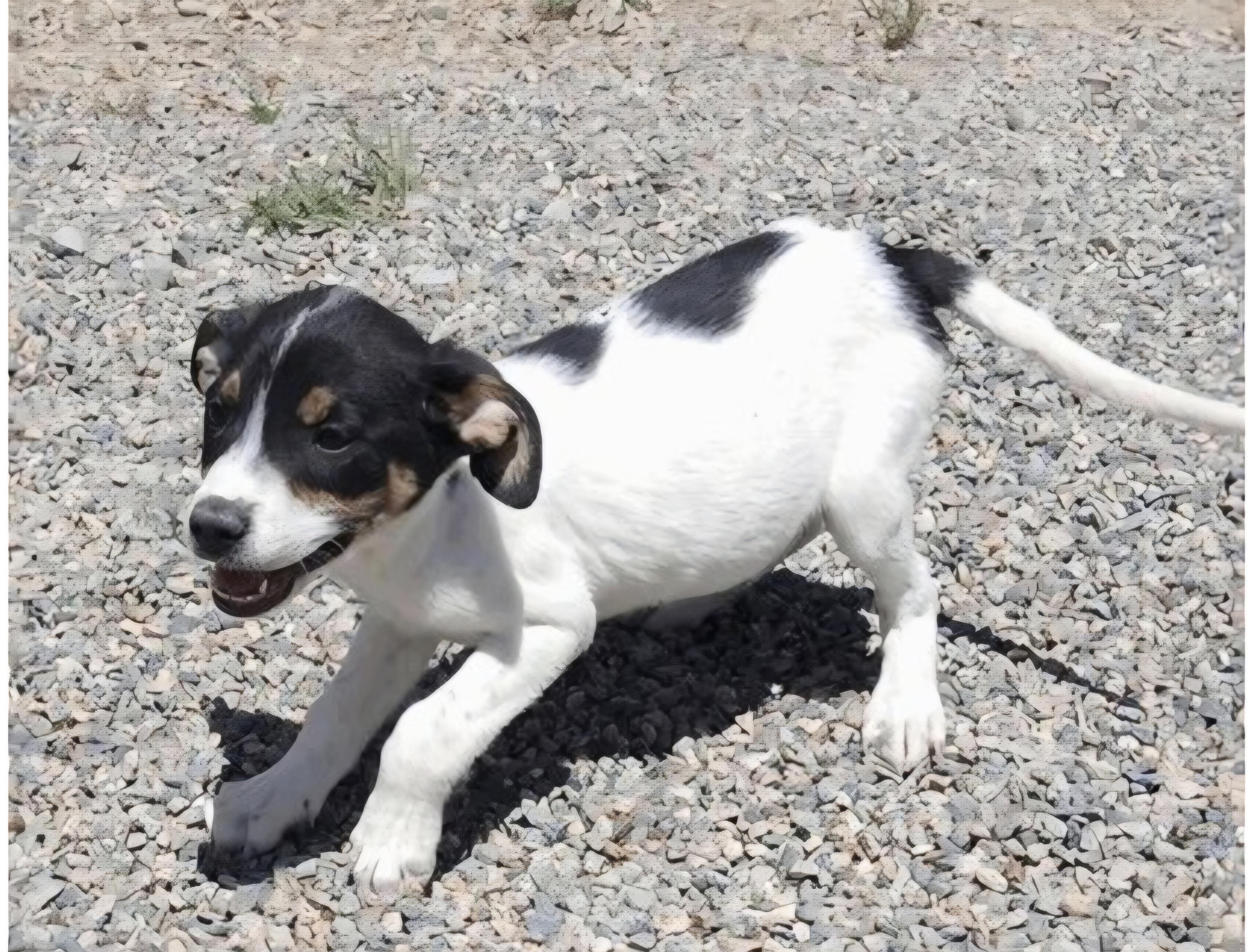Enlarge Orion, a ADOPTABLE mixed breed in Salt Lake City, UT image 1/1