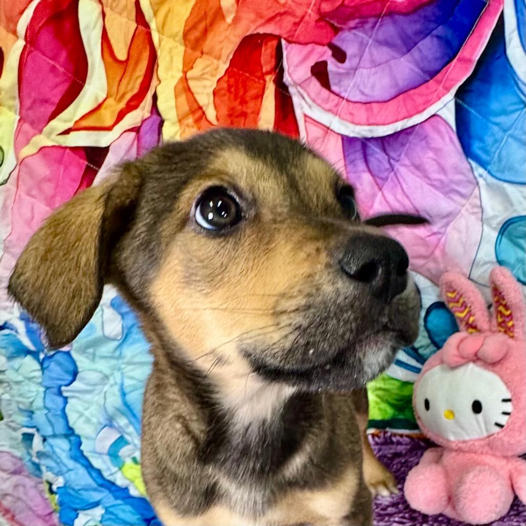 Enlarge Magnolia/ravyn, a Adoptable mixed breed in Franklin, NC image 1/6