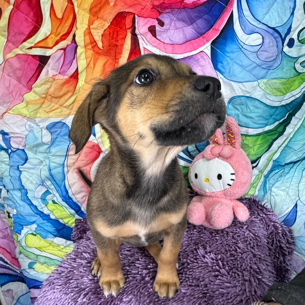 Enlarge Magnolia/ravyn, a Adoptable mixed breed in Franklin, NC image 2/6