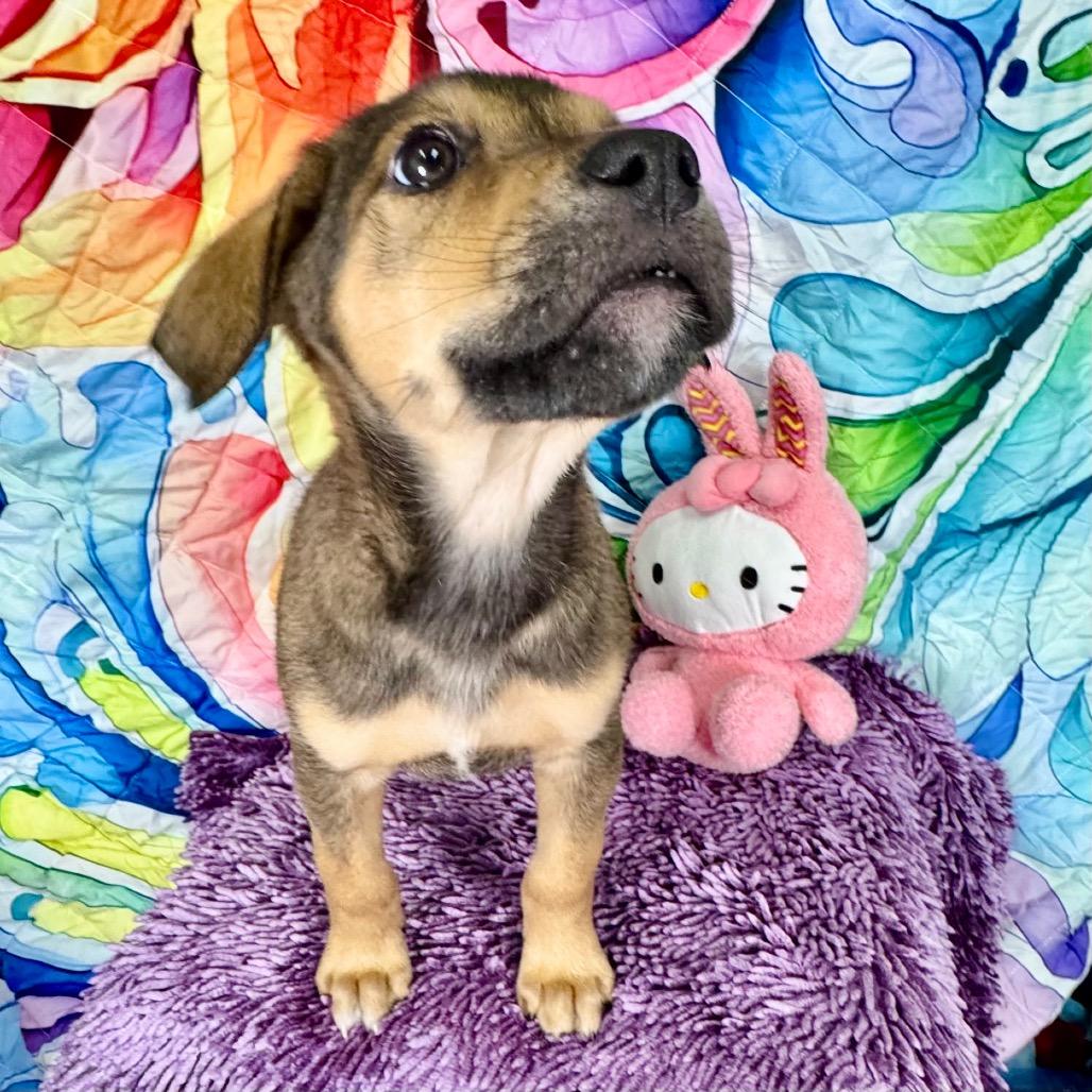 Enlarge Magnolia/ravyn, a Adoptable mixed breed in Franklin, NC image 5/6