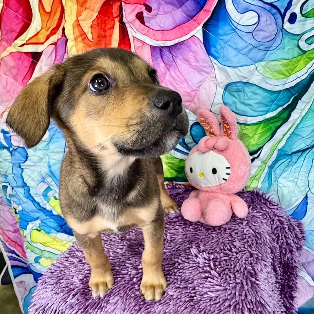 Enlarge Magnolia/ravyn, a Adoptable mixed breed in Franklin, NC image 6/6