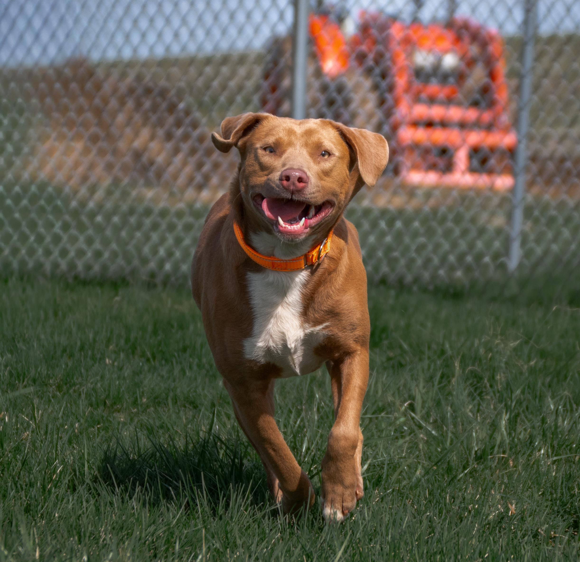 Enlarge Layla, a ADOPTABLE mixed breed in Winchester, KY image 5/6