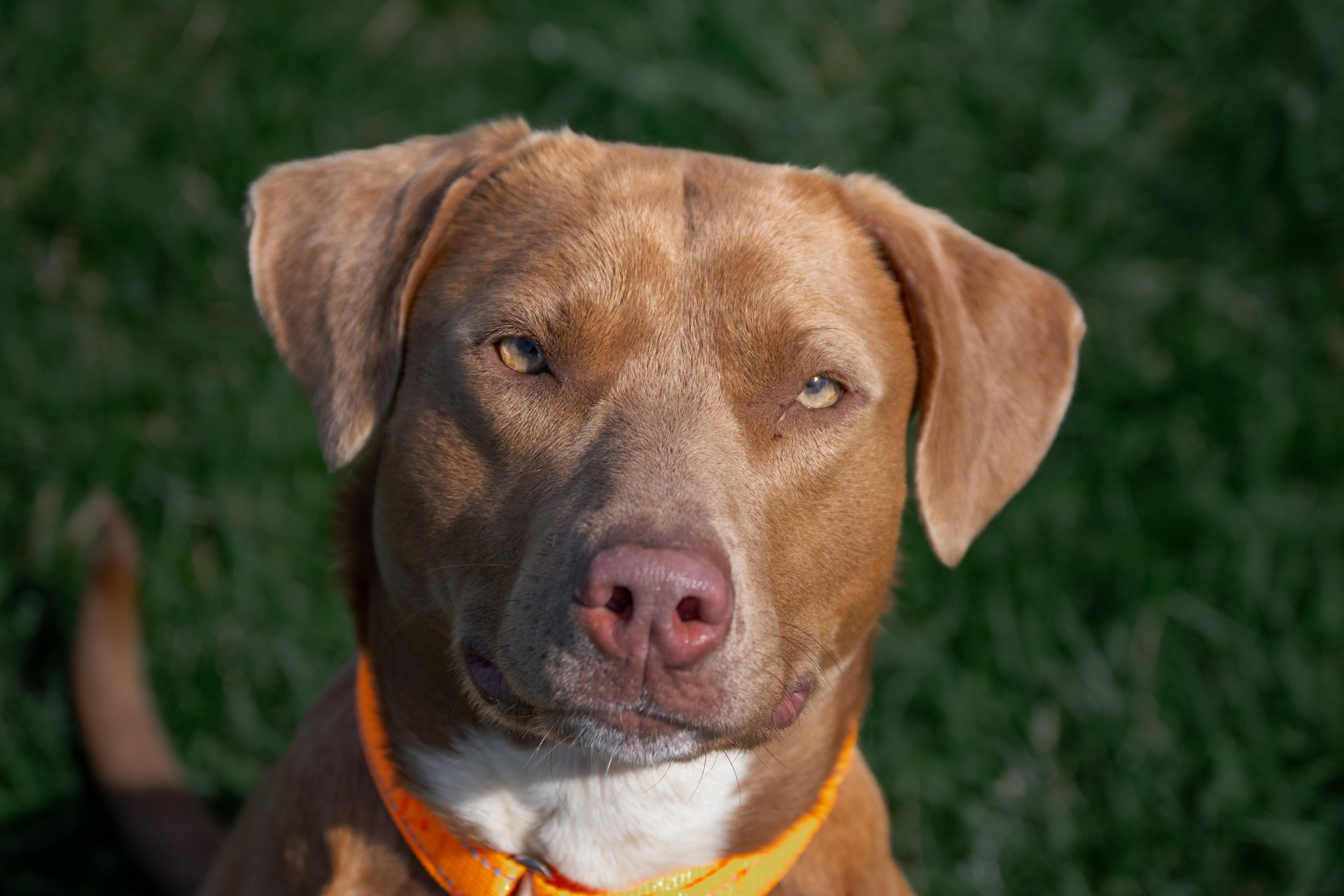 Enlarge Layla, a ADOPTABLE mixed breed in Winchester, KY image 4/6