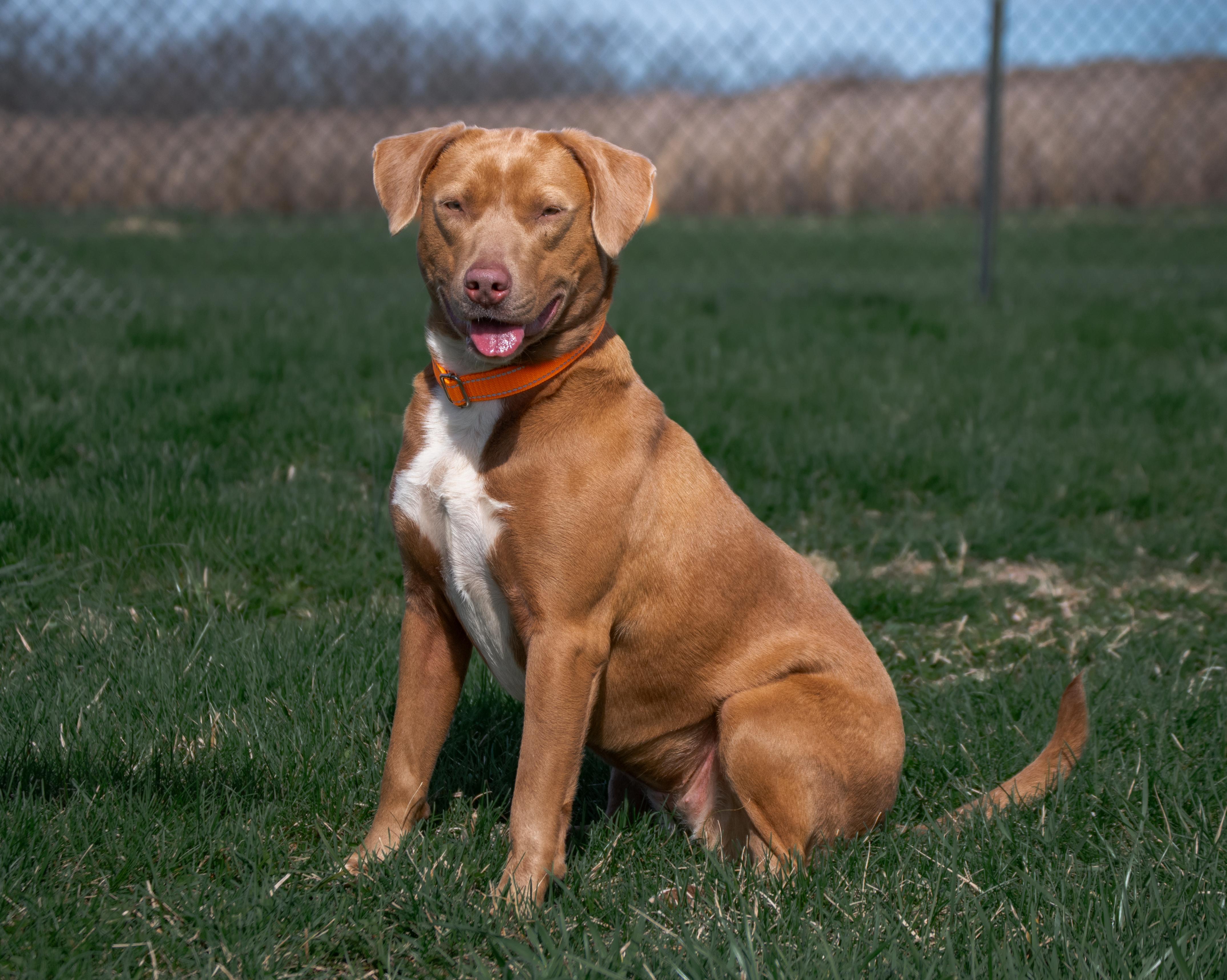 Enlarge Layla, a ADOPTABLE mixed breed in Winchester, KY image 2/6