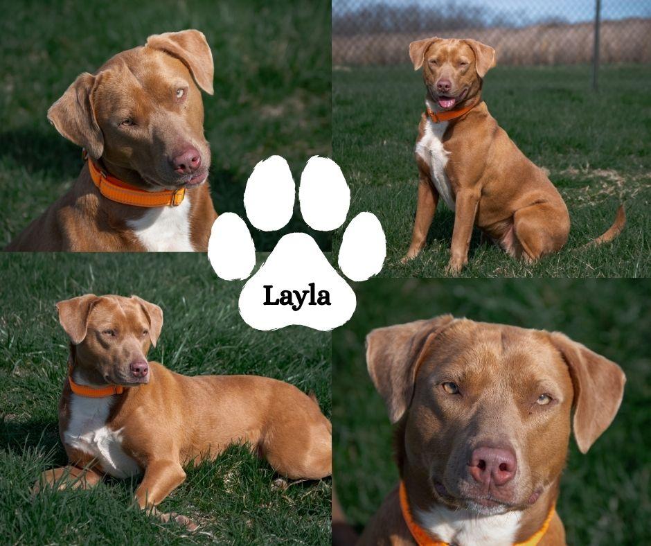 Enlarge Layla, a ADOPTABLE mixed breed in Winchester, KY image 1/6