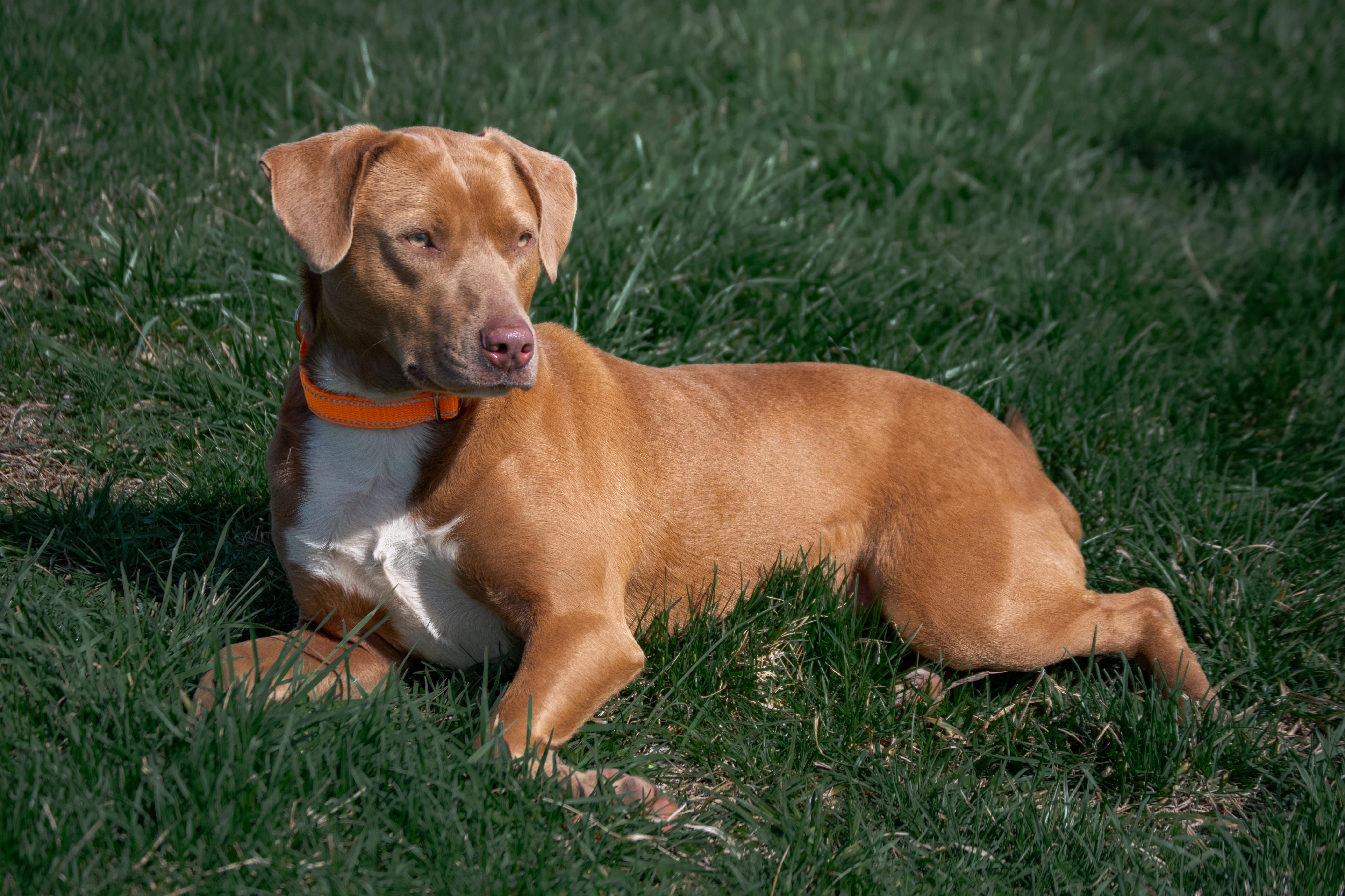 Enlarge Layla, a ADOPTABLE mixed breed in Winchester, KY image 6/6