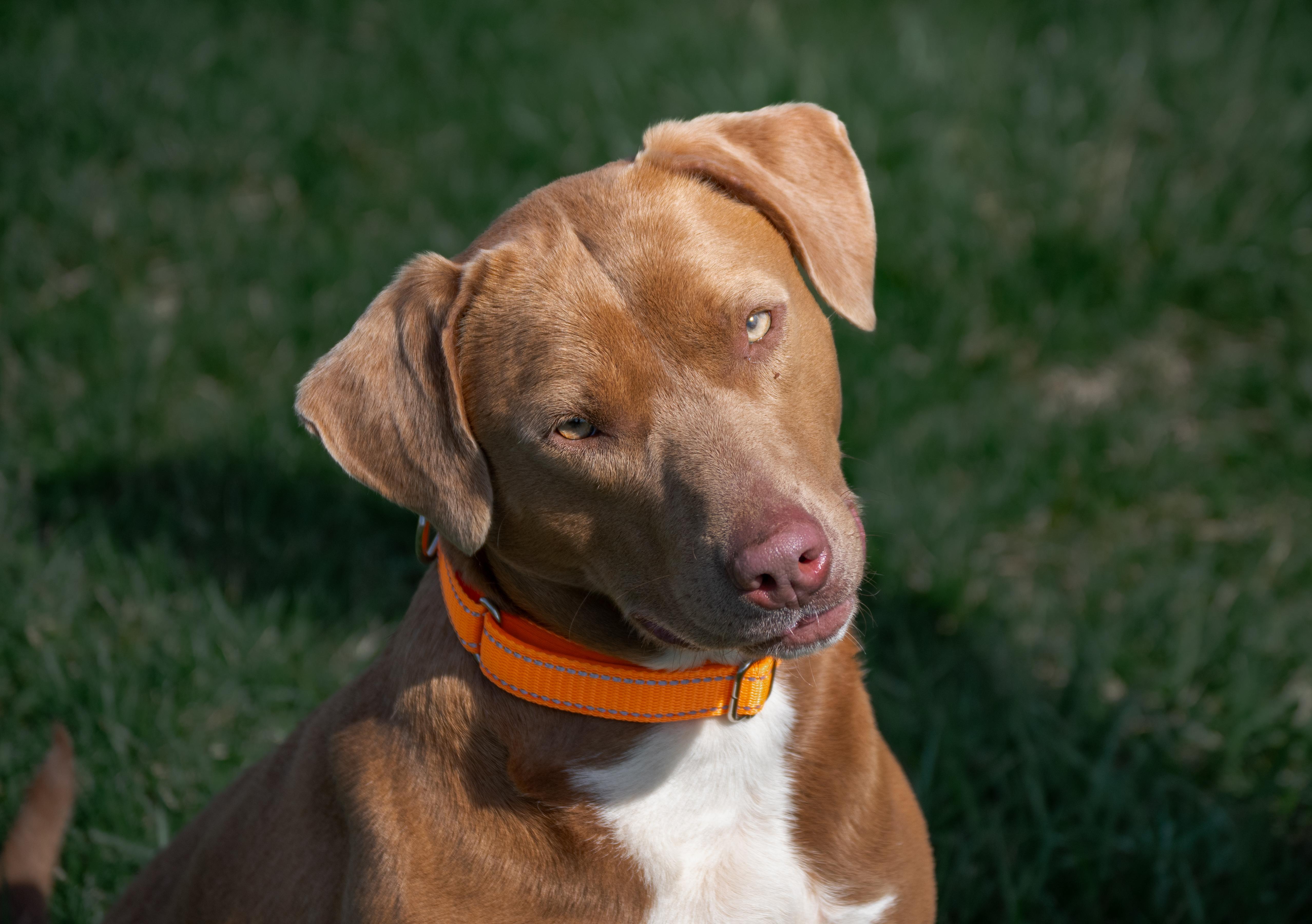 Enlarge Layla, a ADOPTABLE mixed breed in Winchester, KY image 3/6