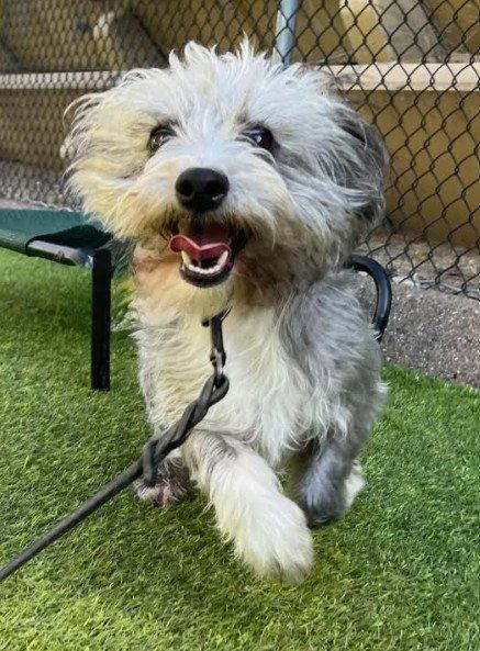 Enlarge Bow, a Adoptable mixed breed in San Diego, CA image 1/3