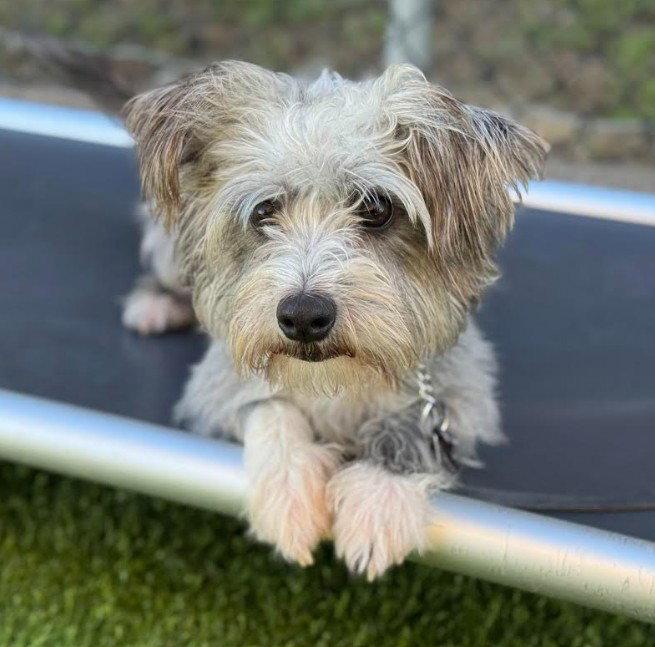 Enlarge Bow, a Adoptable mixed breed in San Diego, CA image 2/3