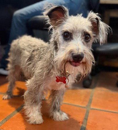 Bow, Adoptable, Young Male Cairn Terrier & Schnauzer.